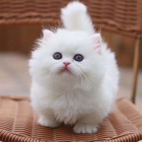 Their short-legged (dwarf) gene is a dominant trait, and having short legs does not hinder them in any way. . Teacup munchkin kittens for sale
